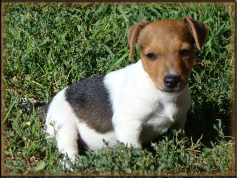 Jack Russell Terrier puppy from Maggie