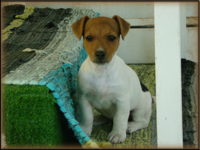 Jack Russell Terrier puppy from Maggie