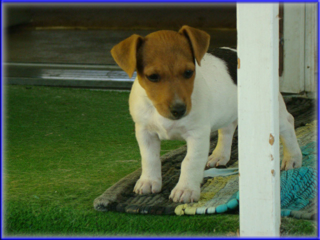 Jack Russell Terrier puppy from Maggie