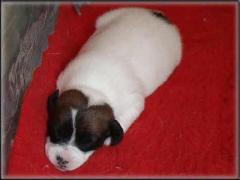 Jack Russell Terrier puppy from Opal