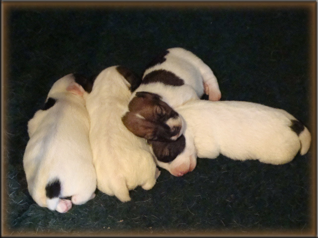 Jack Russell Terrier puppy from Rizzo