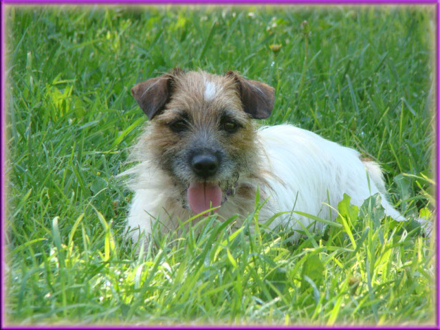 Maggie - Jack Russell Terrier female