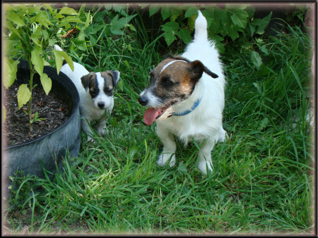 Rizzo pup with Spanky - Jack Russell Terrier male