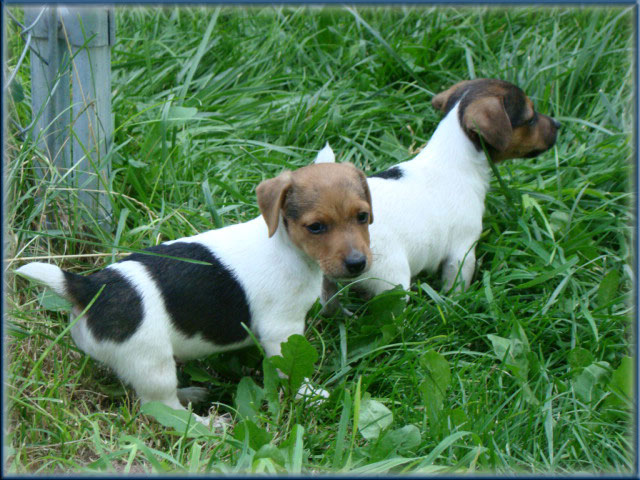 Rizzo's Jack Russell Terrier puppies