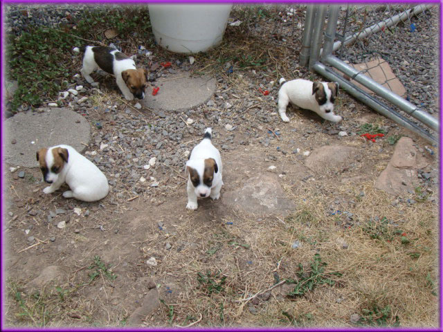 Rizzo's Jack Russell Terrier puppies