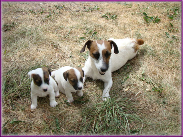 Rizzo's Jack Russell Terrier puppies