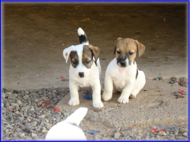 Rizzo's Jack Russell Terrier puppies
