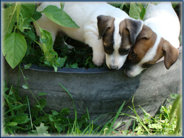 Rizzo's Jack Russell Terrier puppies