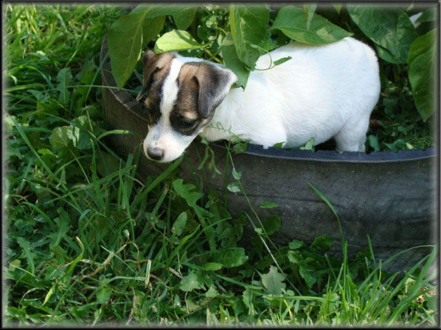 Rizzo's Jack Russell Terrier puppies