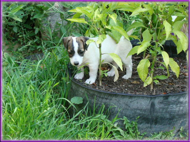 Rizzo's Jack Russell Terrier puppies