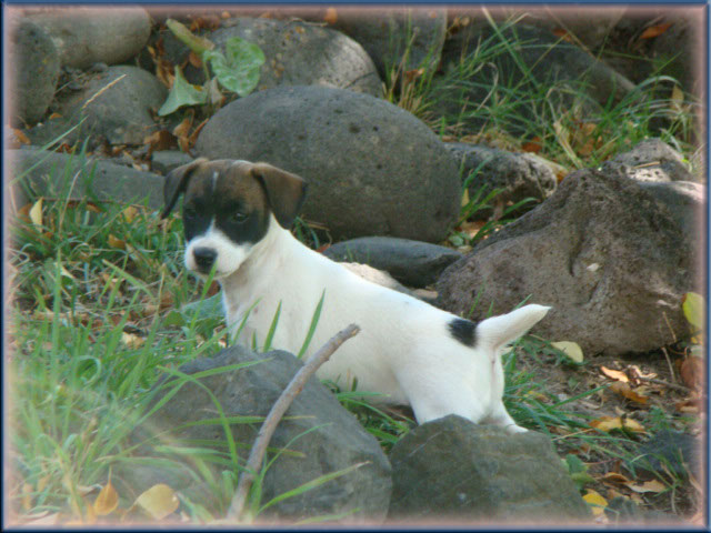 Rizzo's Jack Russell Terrier puppies