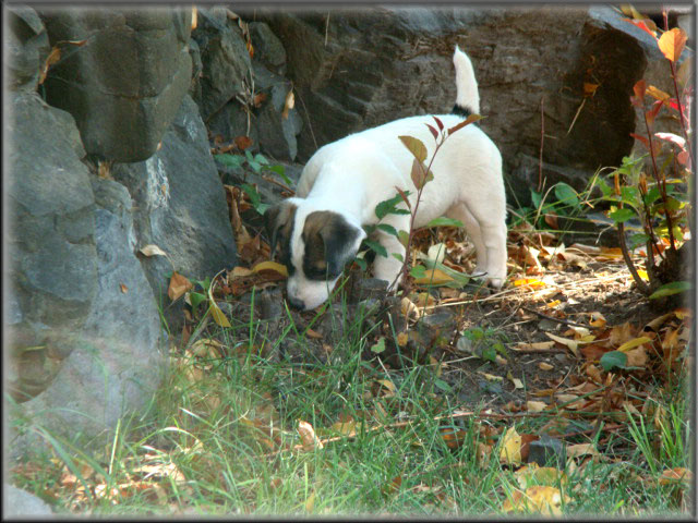 Rizzo's Jack Russell Terrier puppies