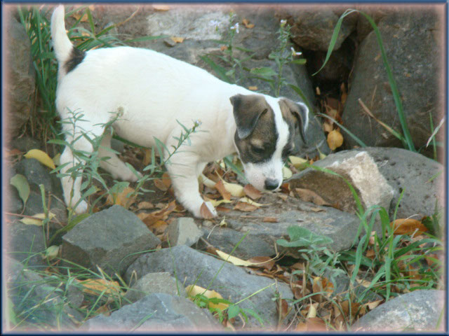 Rizzo's Jack Russell Terrier puppies