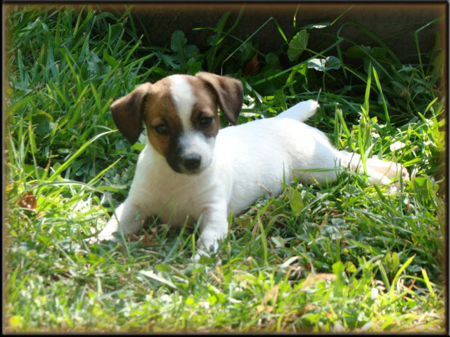 Rizzo's Jack Russell Terrier puppies