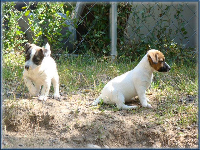 Rizzo's Jack Russell Terrier puppies