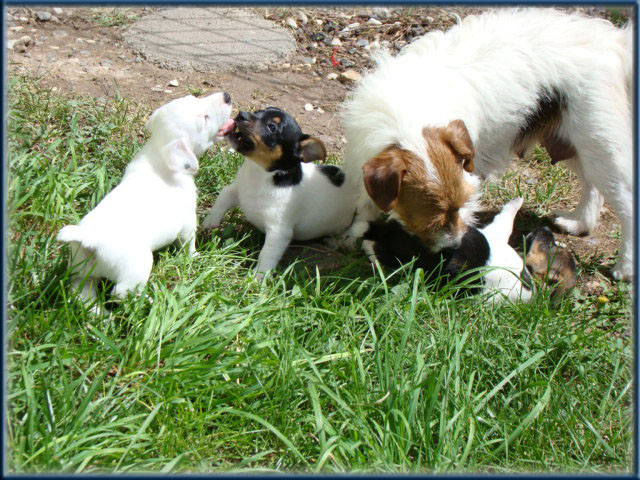 Maggie x Tubs - Jack Russell Terrier puppies