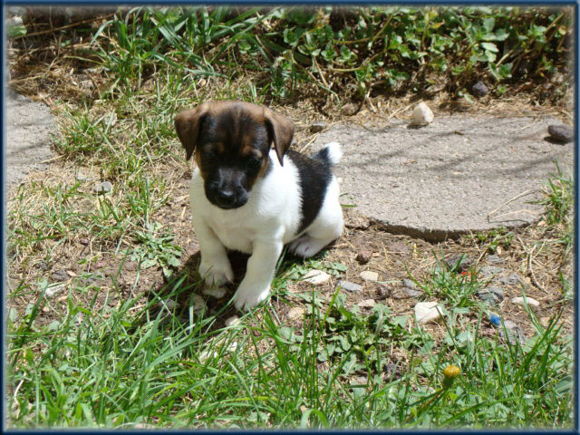 Maggie x Tubs - Jack Russell Terrier puppies