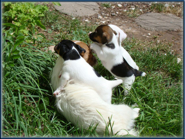 Maggie x Tubs - Jack Russell Terrier puppies