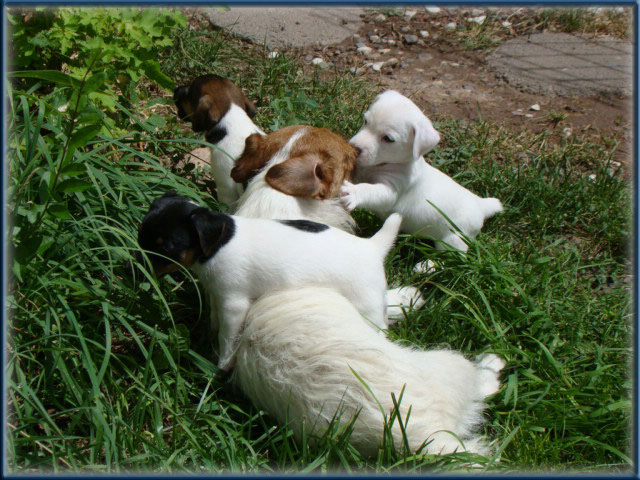 Maggie x Tubs - Jack Russell Terrier puppies