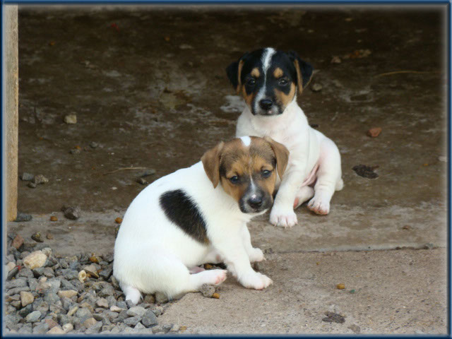 Maggie x Tubs - Jack Russell Terrier puppies