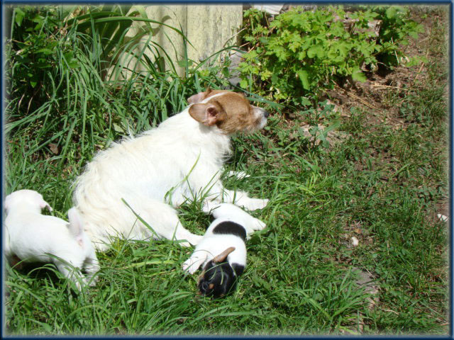 Maggie x Tubs - Jack Russell Terrier puppies