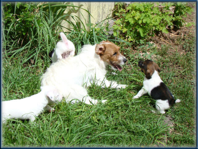 Maggie x Tubs - Jack Russell Terrier puppies