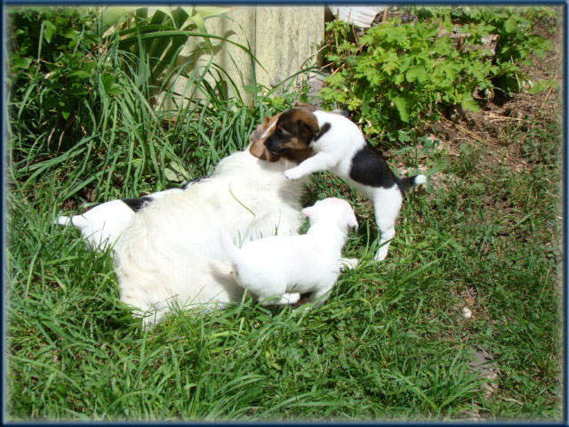 Maggie x Tubs - Jack Russell Terrier puppies