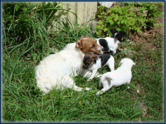 Maggie x Tubs - Jack Russell Terrier puppies