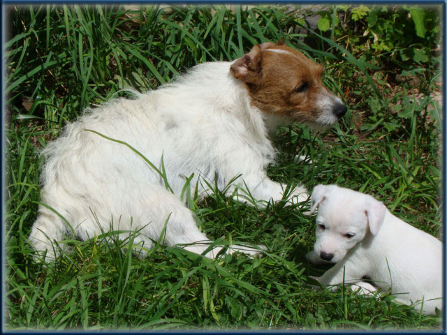 Maggie x Tubs - Jack Russell Terrier puppies