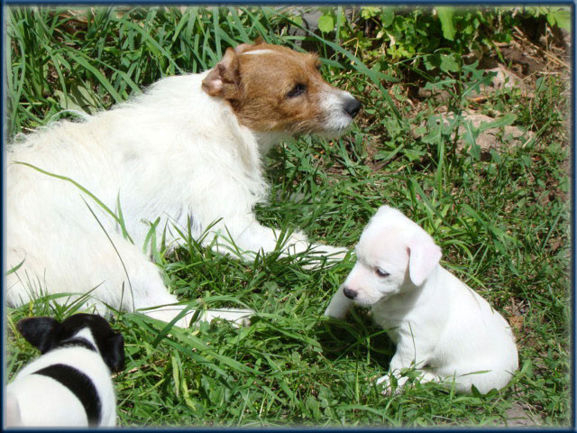 Maggie x Tubs - Jack Russell Terrier puppies