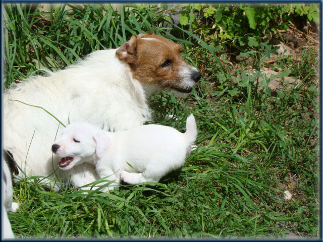 Maggie x Tubs - Jack Russell Terrier puppies