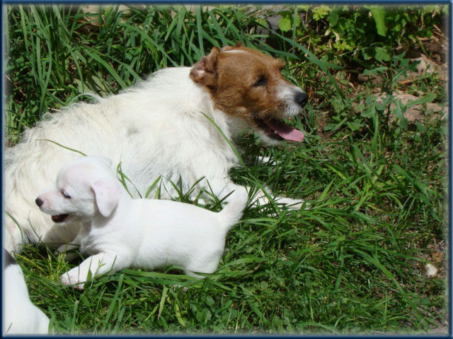 Maggie x Tubs - Jack Russell Terrier puppies