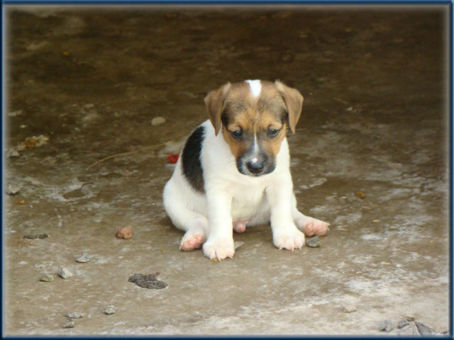 Maggie x Tubs - Jack Russell Terrier puppies