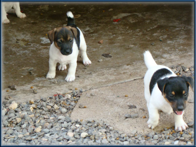 Maggie x Tubs - Jack Russell Terrier puppies