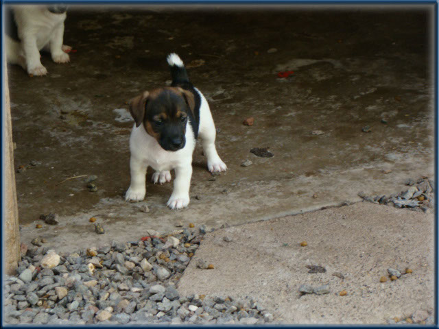 Maggie x Tubs - Jack Russell Terrier puppies