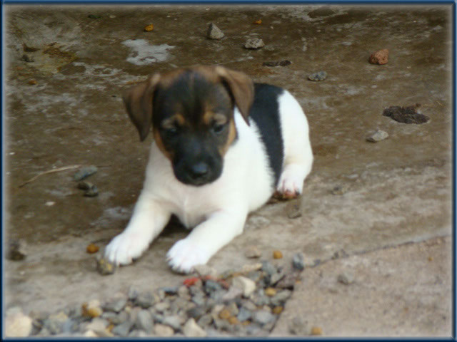 Maggie x Tubs - Jack Russell Terrier puppies