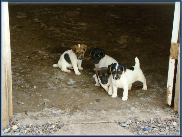 Maggie x Tubs - Jack Russell Terrier puppies