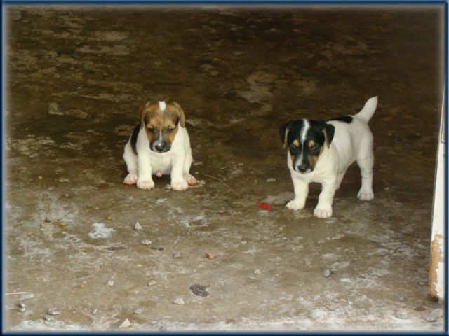 Maggie x Tubs - Jack Russell Terrier puppies