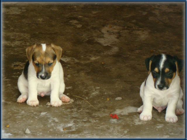 Maggie x Tubs - Jack Russell Terrier puppies