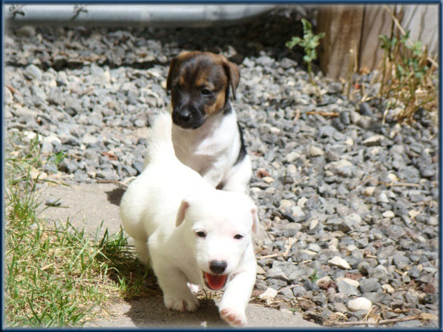 Maggie x Tubs - Jack Russell Terrier puppies