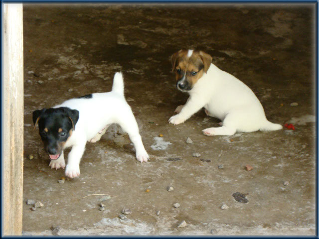 Maggie x Tubs - Jack Russell Terrier puppies