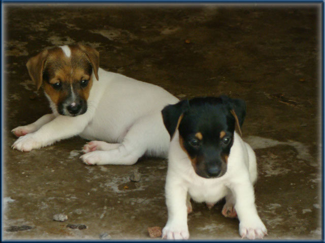 Maggie x Tubs - Jack Russell Terrier puppies