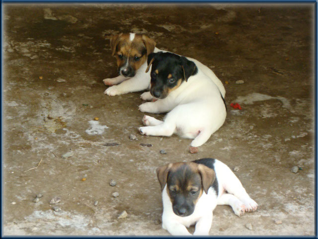 Maggie x Tubs - Jack Russell Terrier puppies