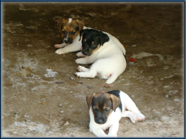 Maggie x Tubs - Jack Russell Terrier puppies