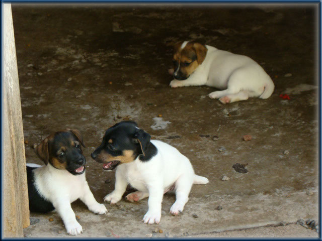 Maggie x Tubs - Jack Russell Terrier puppies