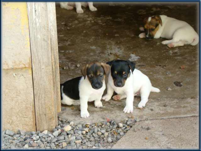 Maggie x Tubs - Jack Russell Terrier puppies