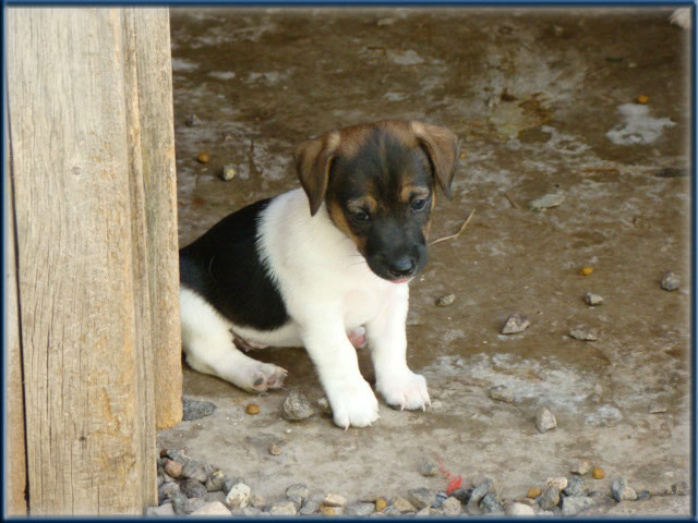 Maggie x Tubs - Jack Russell Terrier puppies