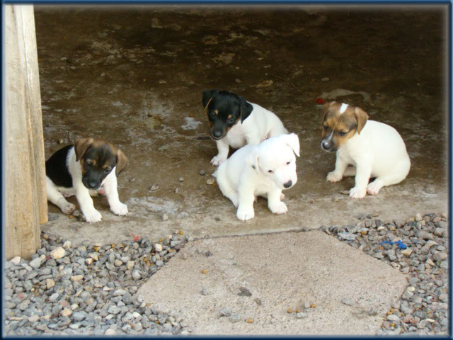 Maggie x Tubs - Jack Russell Terrier puppies