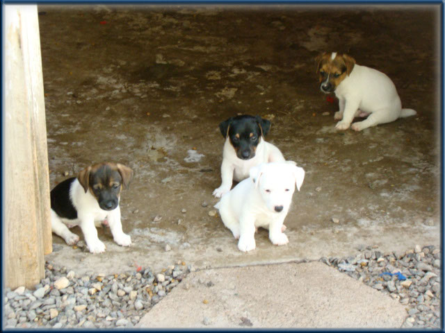 Maggie x Tubs - Jack Russell Terrier puppies