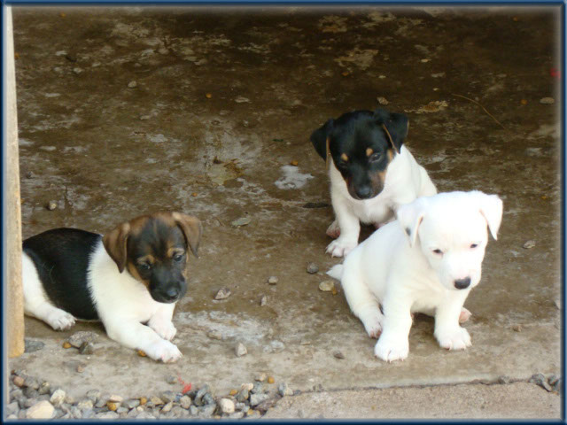 Maggie x Tubs - Jack Russell Terrier puppies